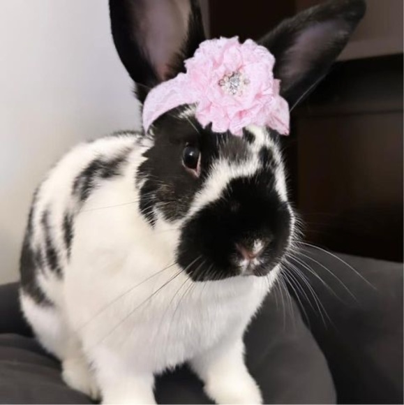 Meet your Posher, Er - Picture 1 of 1